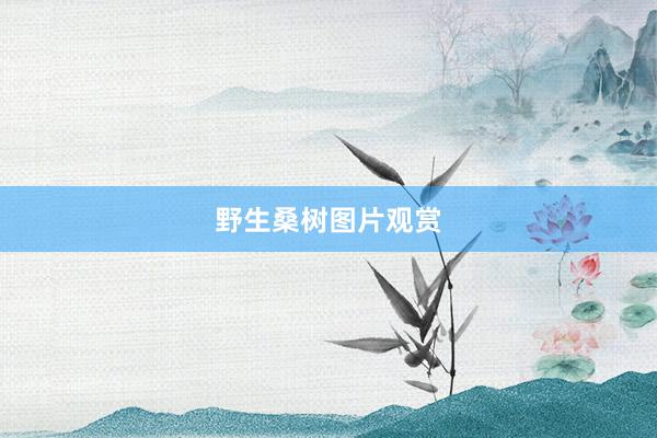野生桑树图片观赏