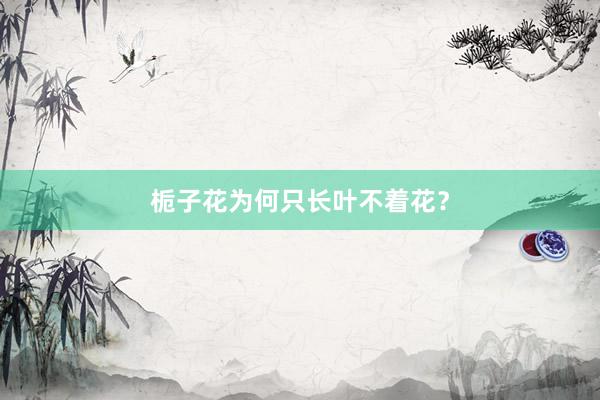 栀子花为何只长叶不着花？